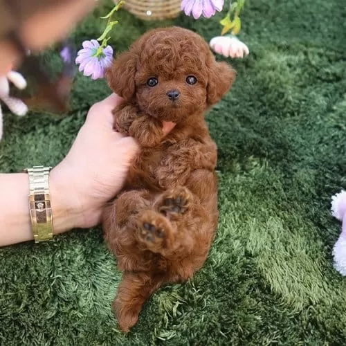 Sevimli Toy Poodle Oğlum Dobby