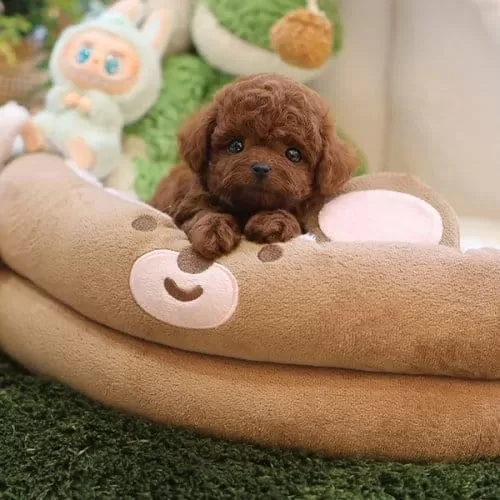 Sevimli Toy Poodle Oğlum Dobby