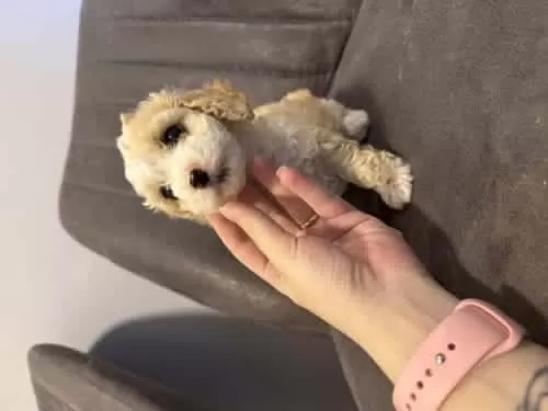 Minnoş Maltipoo Yavrumuz