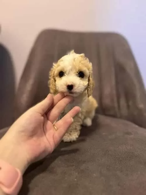 Minnoş Maltipoo Yavrumuz