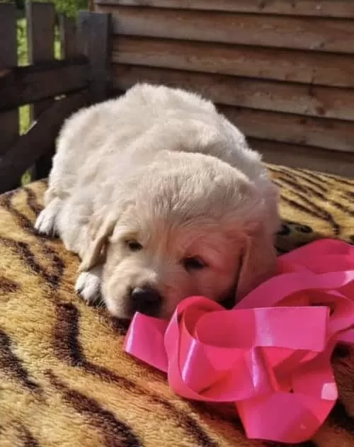 Orjinal Golden Bebekler