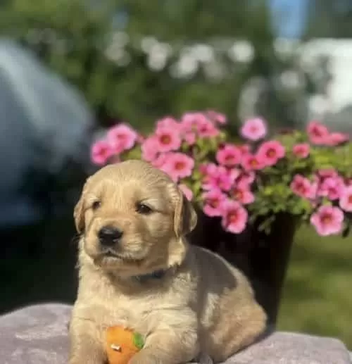 Orjinal Golden Bebekler