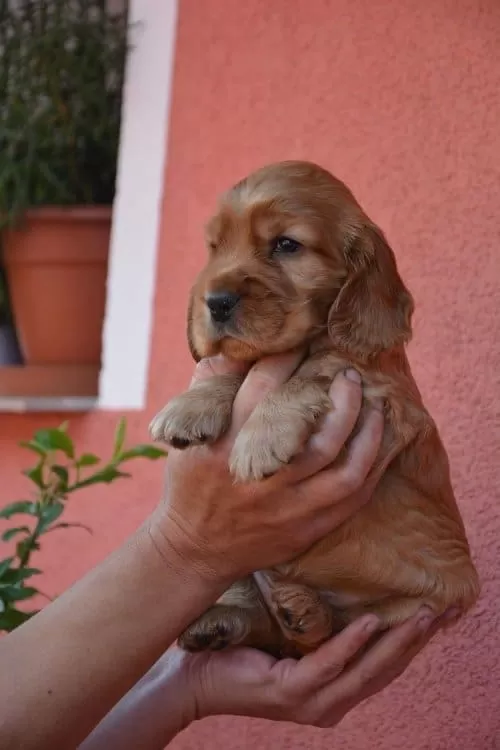 Fluffy İsmi 2 Aylık Erkek Cocker