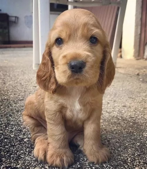 Fluffy İsmi 2 Aylık Erkek Cocker