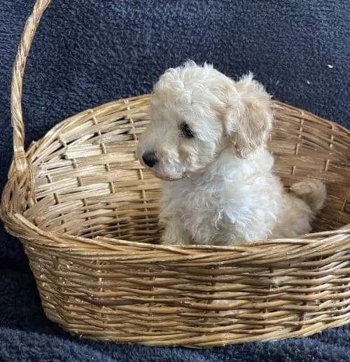 Toy Poodle Safkan Arayanlara Özel