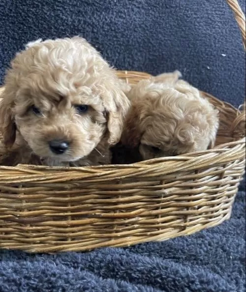 Toy Poodle Safkan Arayanlara Özel