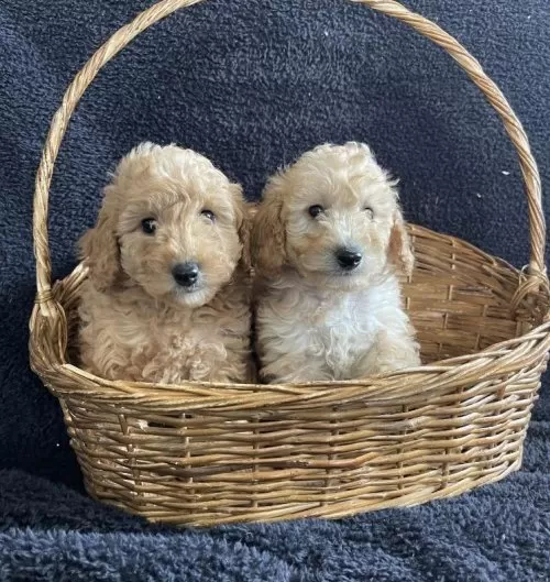 Toy Poodle Safkan Arayanlara Özel