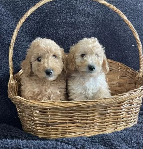 Toy Poodle Safkan Arayanlara Özel