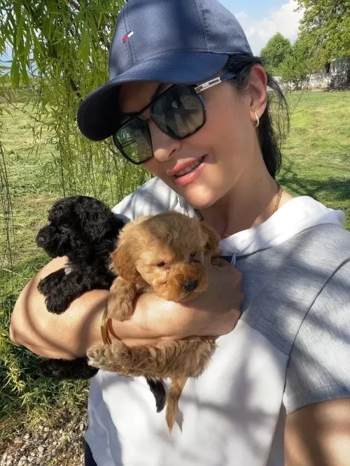 Toy Poodle Safkan Arayanlara Özel