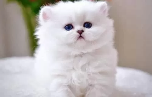 Patili Melek Silver British Shorthair Yavrumuz