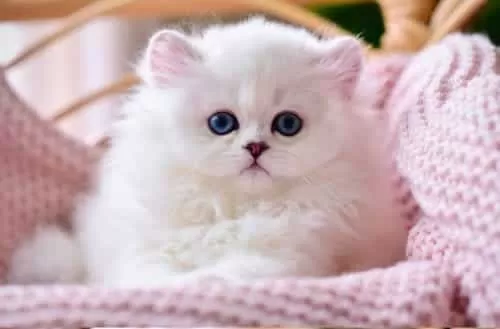 Patili Melek Silver British Shorthair Yavrumuz