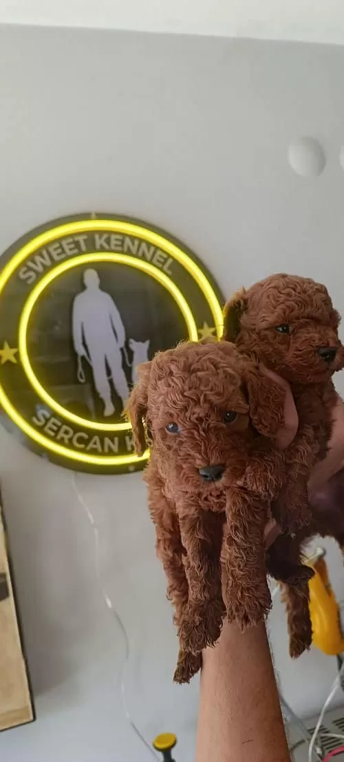 Kore Kan Toy Poodle Erkek Yavru