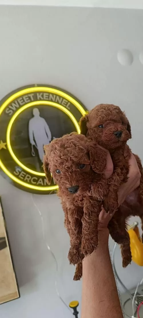 Kore Kan Toy Poodle Erkek Yavru
