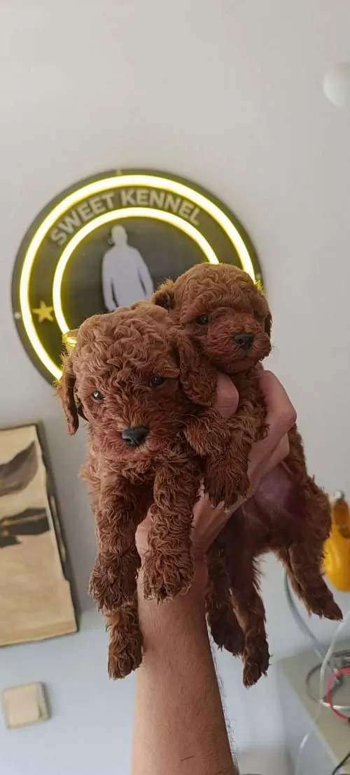 Kore Kan Toy Poodle Erkek Yavru