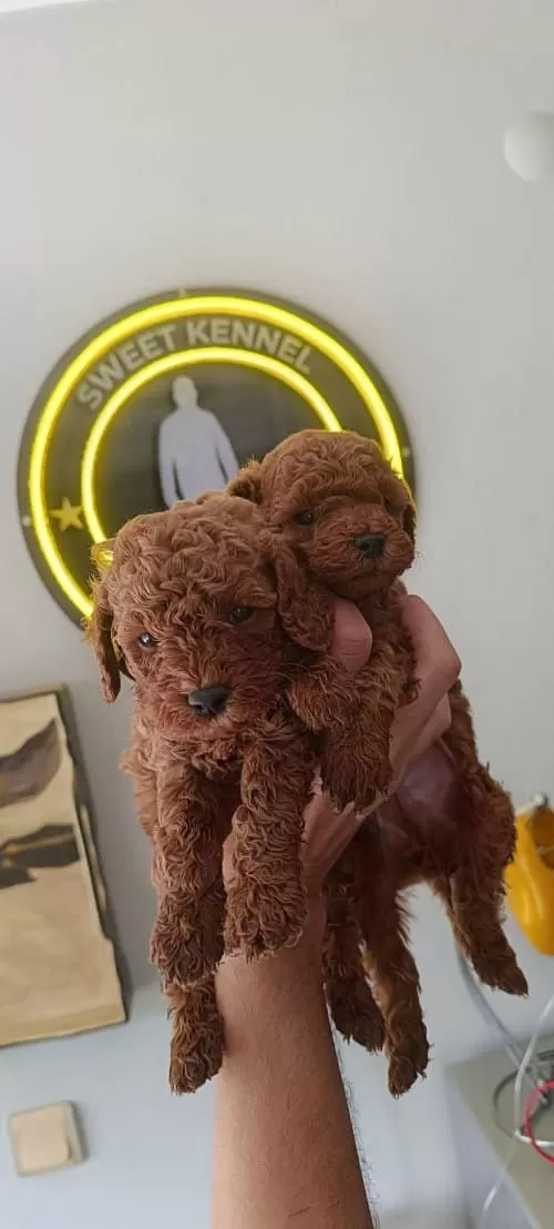 Kore Kan Toy Poodle Erkek Yavru