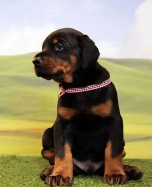 Üst Düzey Doberman Yavruları