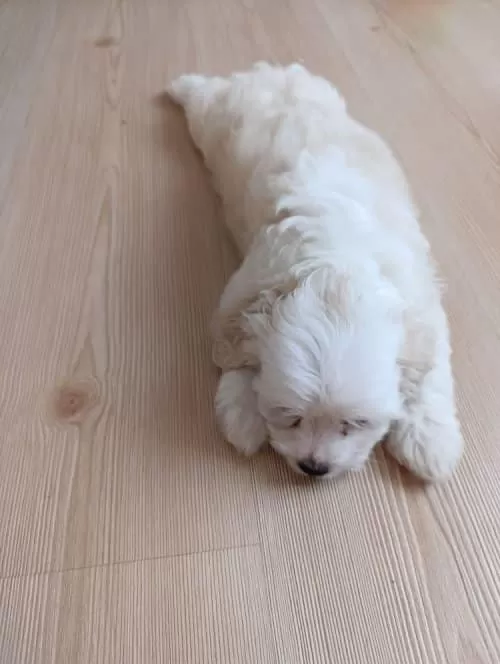 Morkie Cinsi Kopegim Çok Tatlı 2 Aylık