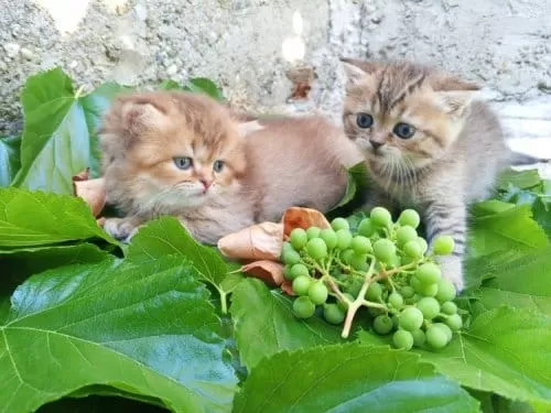 Güzel Kızımıza Kalıcı Yuva Scottish Fold