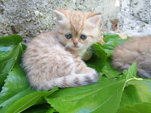 Güzel Kızımıza Kalıcı Yuva Scottish Fold