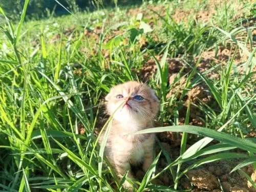 Güzel Kızımıza Kalıcı Yuva Scottish Fold