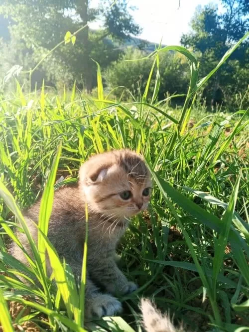 Güzel Kızımıza Kalıcı Yuva Scottish Fold