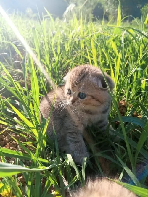 Güzel Kızımıza Kalıcı Yuva Scottish Fold