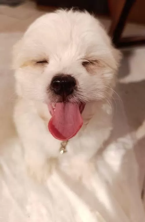 Morkie Cinsi Kopegim Çok Tatlı 2 Aylık