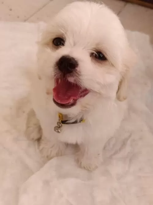 Morkie Cinsi Kopegim Çok Tatlı 2 Aylık