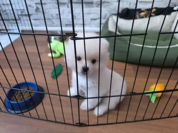 Irk Garantili Pomeranian Boo Yavruları