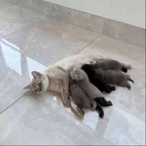 Scottish Fold Sahiplendirme