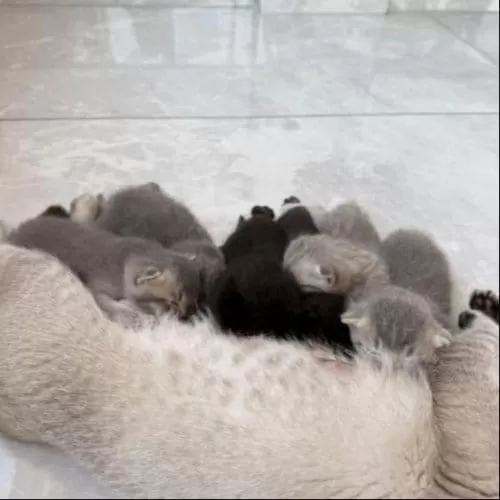 Scottish Fold Sahiplendirme