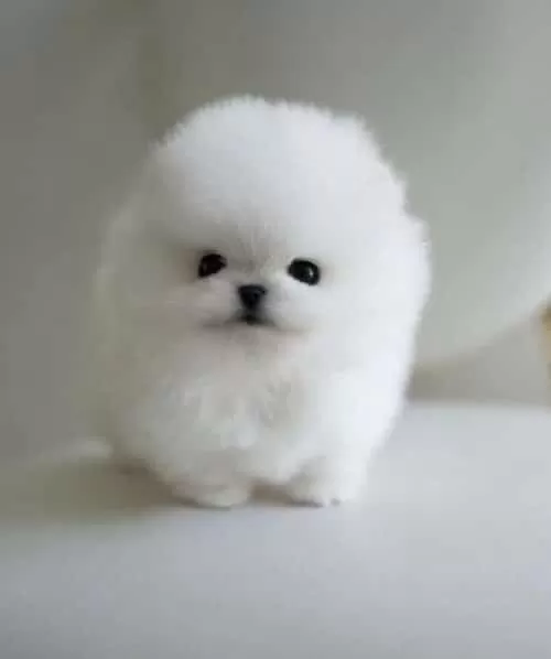 Pamuk Gibi Tüy Yapısı Ile Kendine Aşık Eder Pomeranian