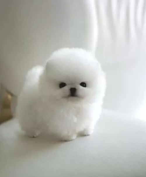 Pamuk Gibi Tüy Yapısı Ile Kendine Aşık Eder Pomeranian