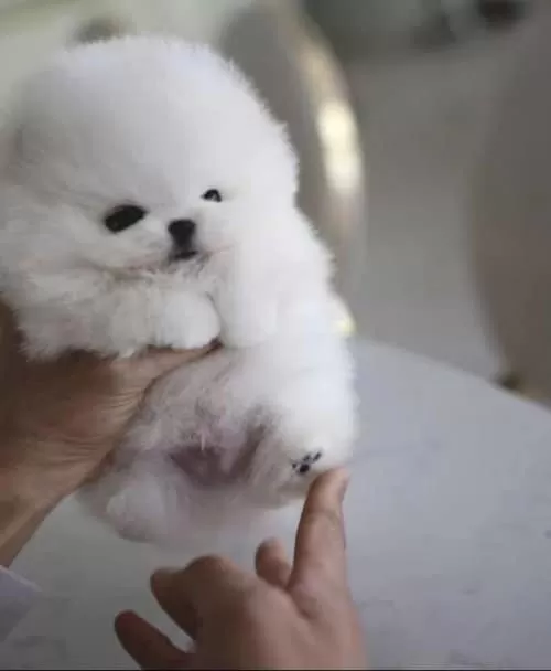 Pamuk Gibi Tüy Yapısı Ile Kendine Aşık Eder Pomeranian