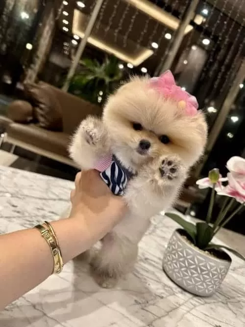 Orjinal Secereli Toypoodle Bebek