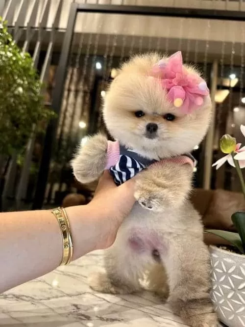 Orjinal Secereli Toypoodle Bebek