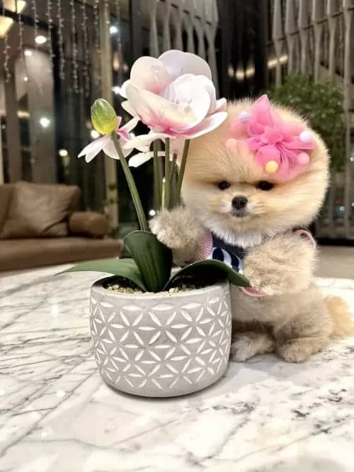 Orjinal Secereli Toypoodle Bebek