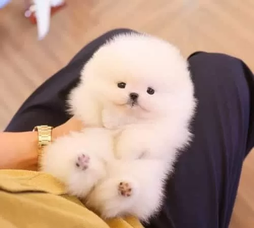 Özel Korea Büyümeyen Pomeranian Boo