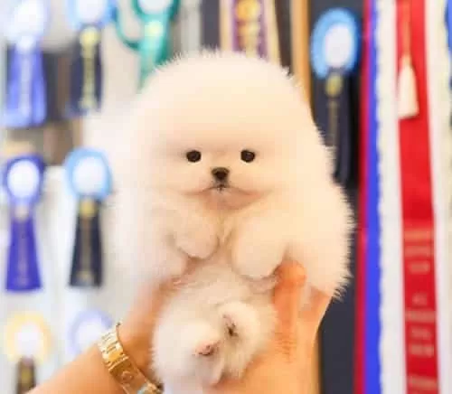 Özel Korea Büyümeyen Pomeranian Boo