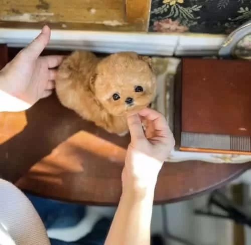 Micro Poodle Yavrumuz