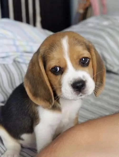 Minicik Beagle Yavruları