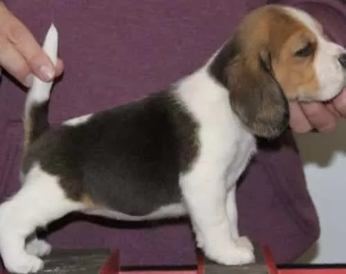 Minicik Beagle Yavruları