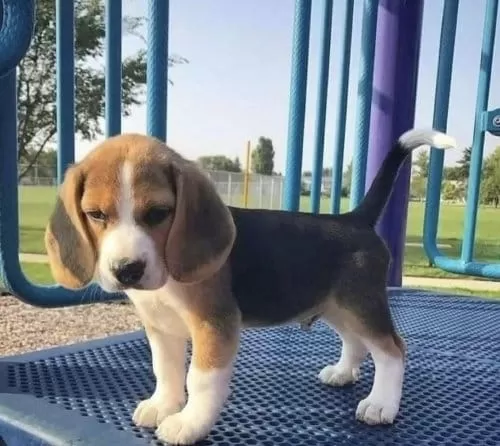 Orjinal Beagle Yavrularımız