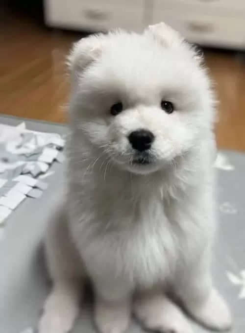 Irk Ve Sağlık Garantili Resmi Işletmeden Samoyed