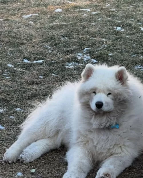 Irk Ve Sağlık Garantili Resmi Işletmeden Samoyed