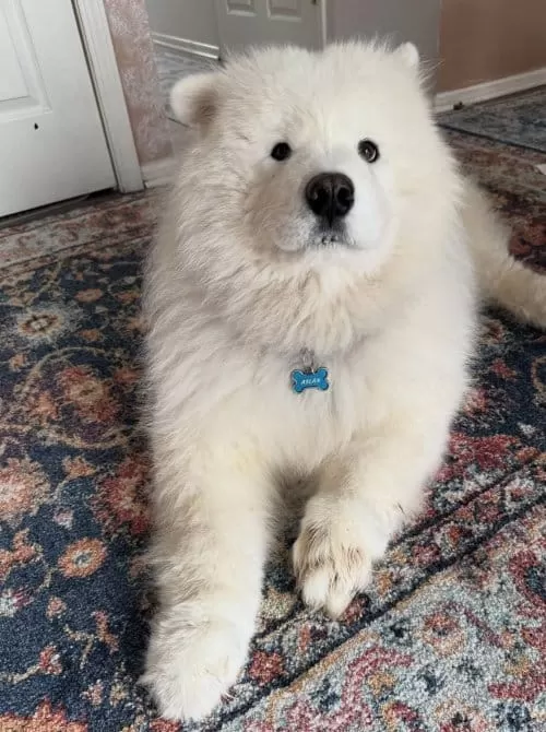 Irk Ve Sağlık Garantili Resmi Işletmeden Samoyed