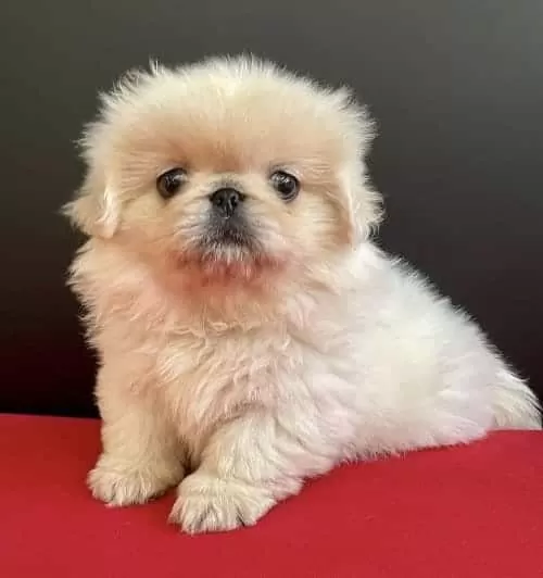 Resmi Işletmeden Orjinal Pekiniz Yavruları