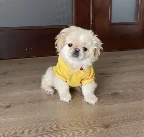 Resmi Işletmeden Orjinal Pekiniz Yavruları