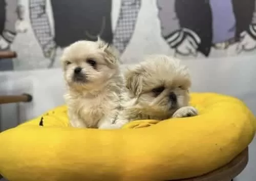 Resmi Işletmeden Orjinal Pekiniz Yavruları