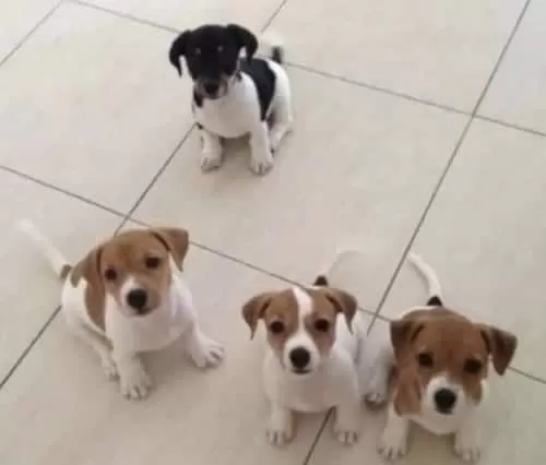 Resmi Işletmeden Orjinal Jack Russel Yavruları